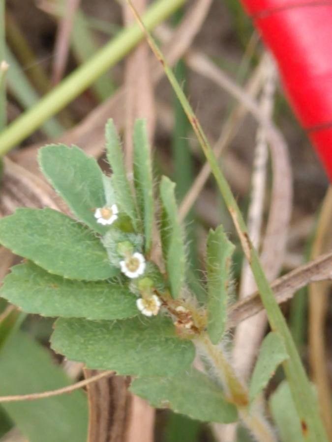 Chamaesyce nutans — related species from the same genus