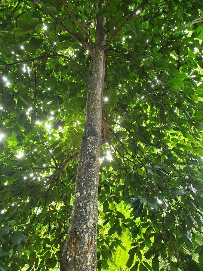 Baccaurea motleyana bark