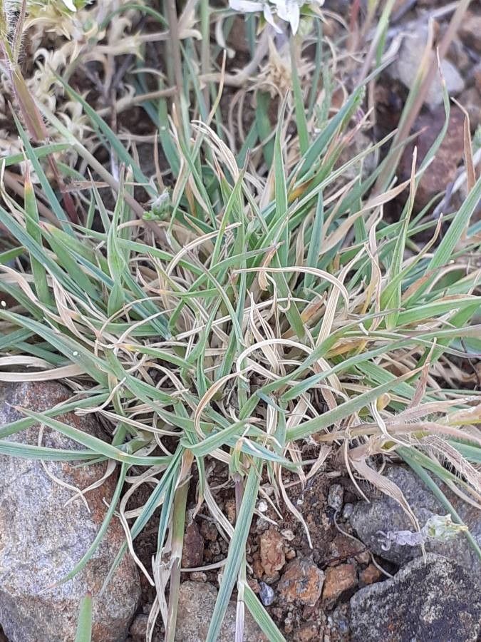 Arenaria querioides — houseplant care guide