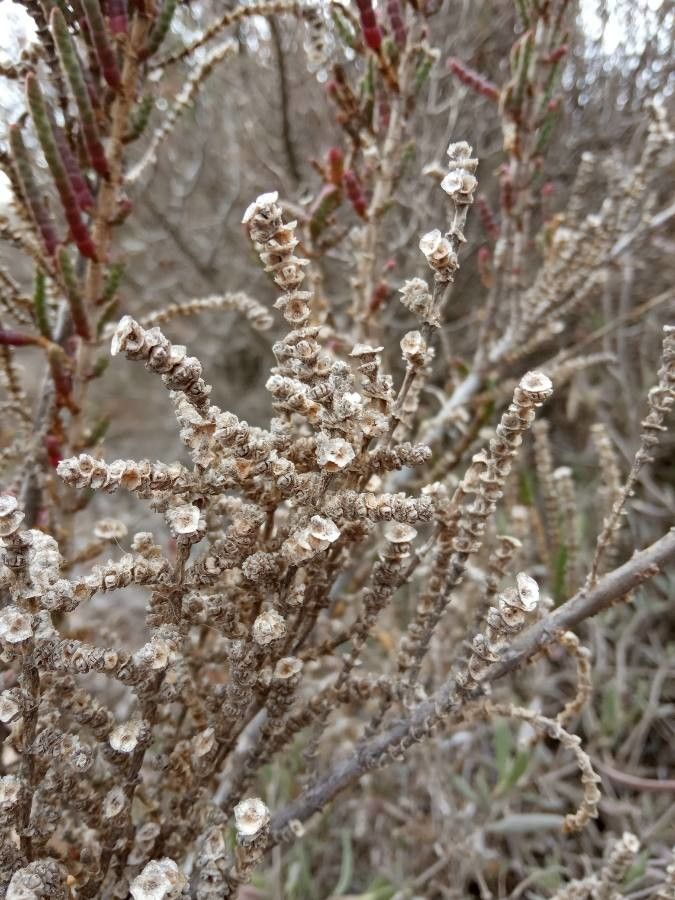 Sarcocornia perennis fruit