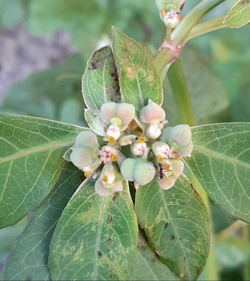 Euphorbia heterophylla fruit