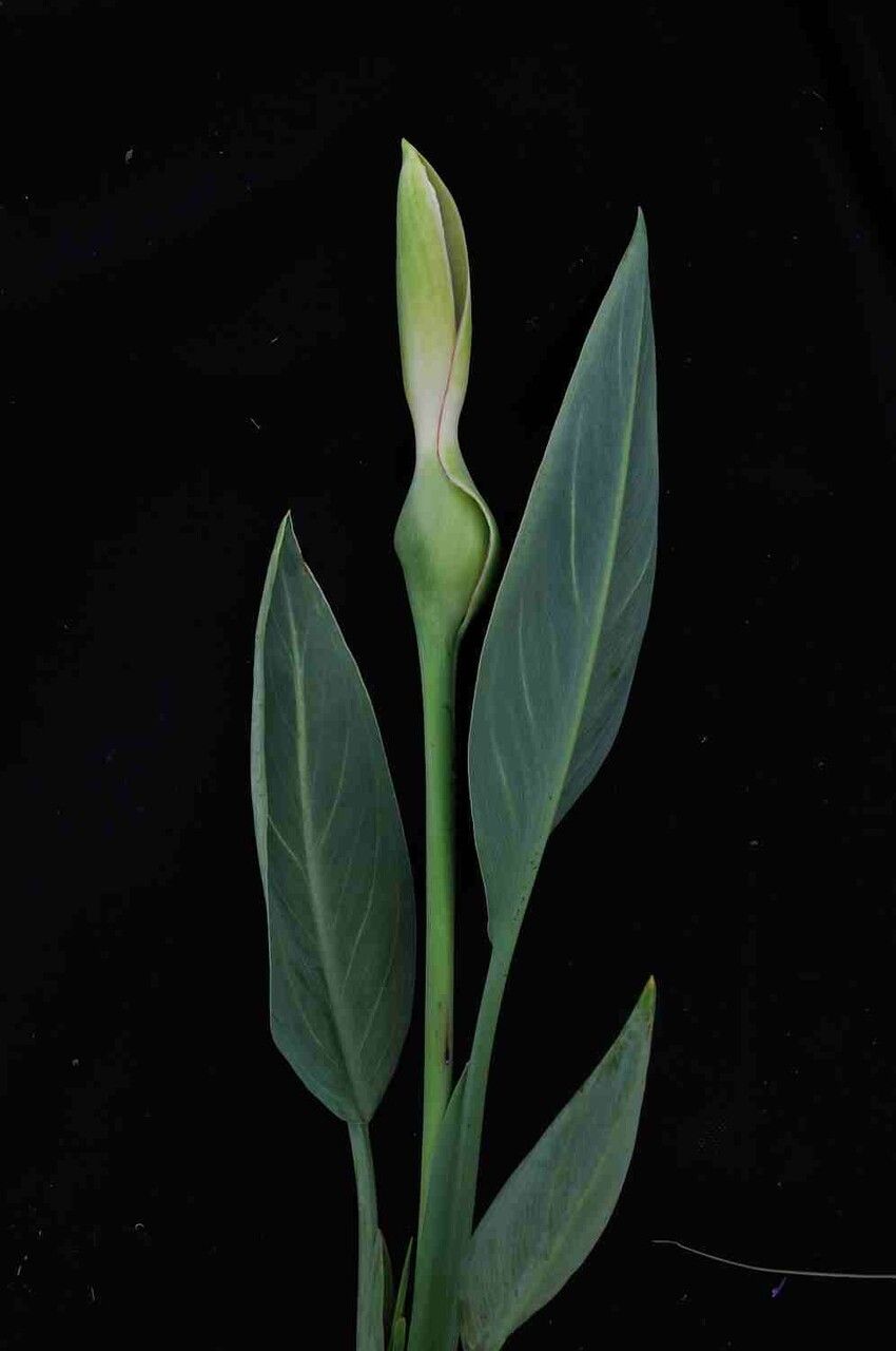 Xanthosoma striatipes leaf