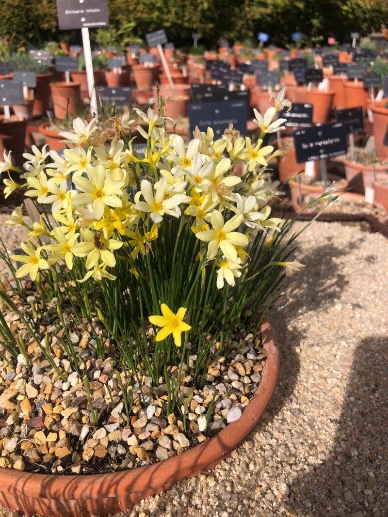 Narcissus × perezlarae flower