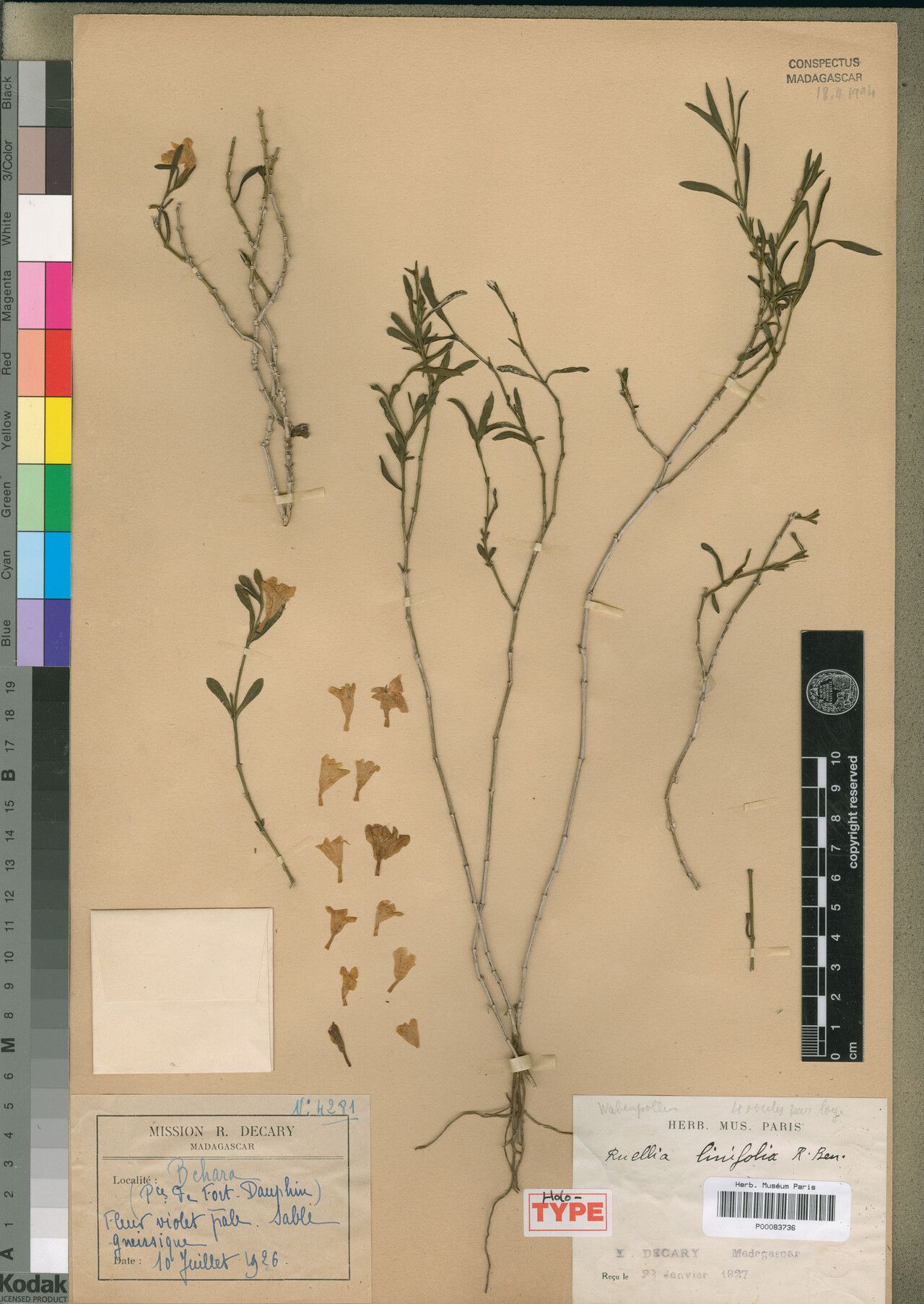 Ruellia linifolia — search result for 'Ruellia'