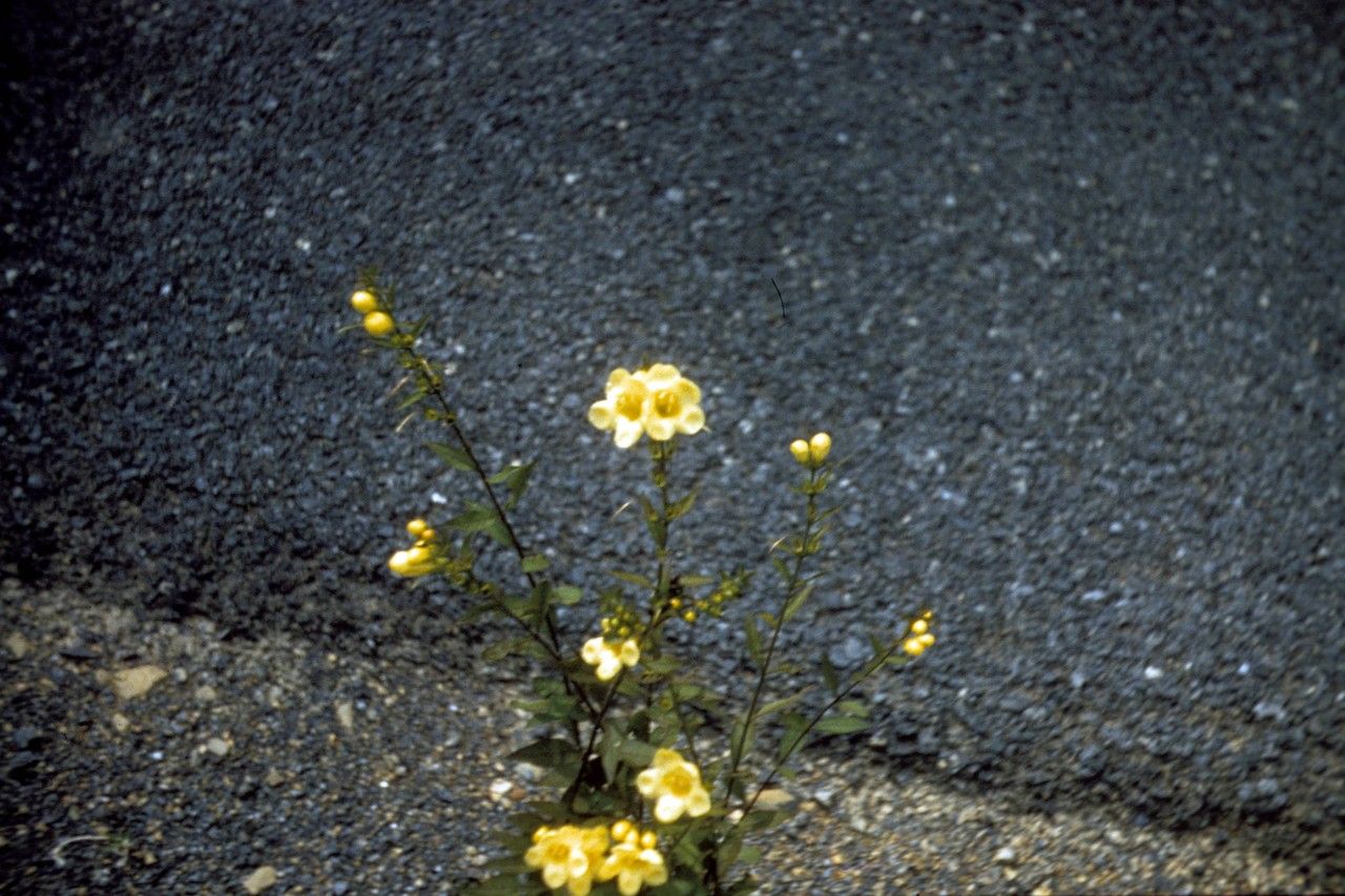 Aureolaria levigata habit