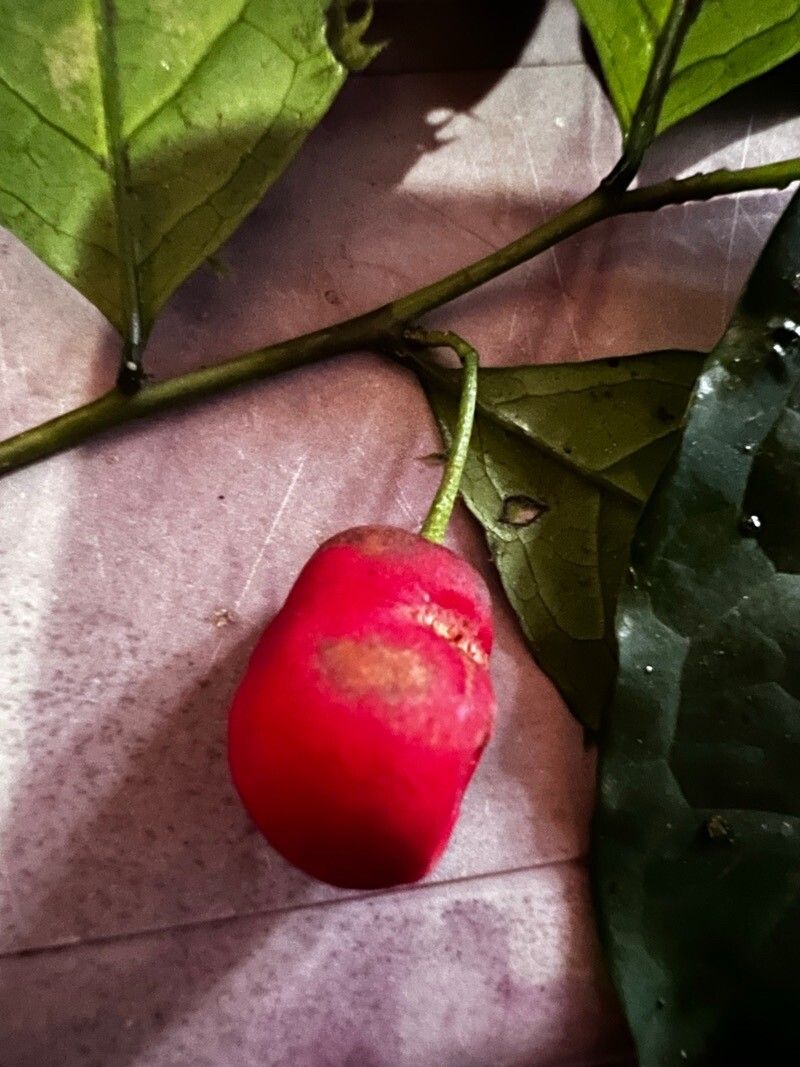 Ptychopetalum petiolatum fruit