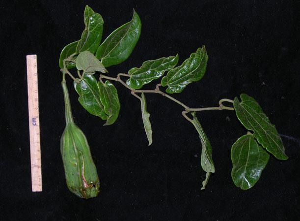 Aristolochia translucida other