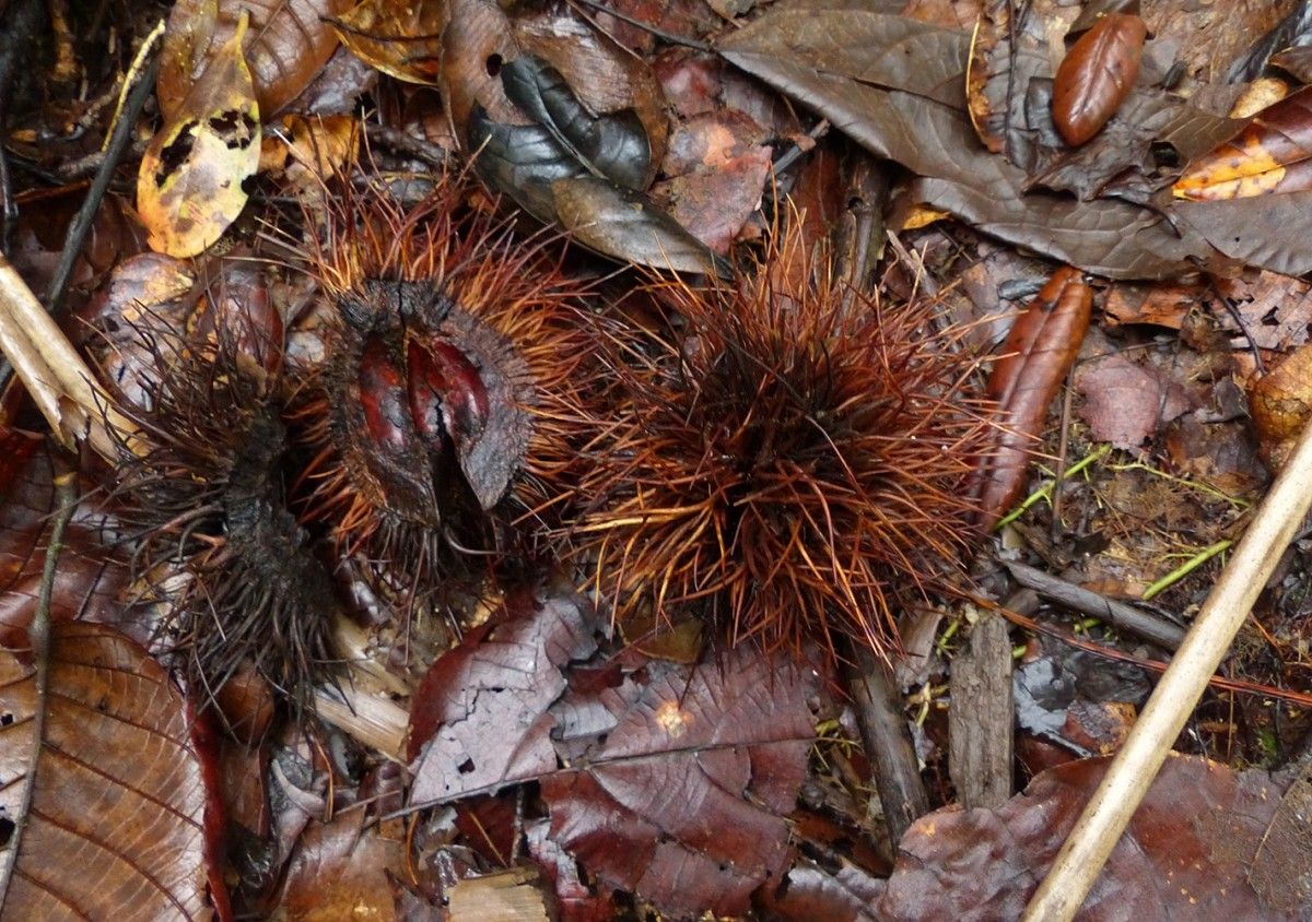 Sloanea dentata — houseplant care guide