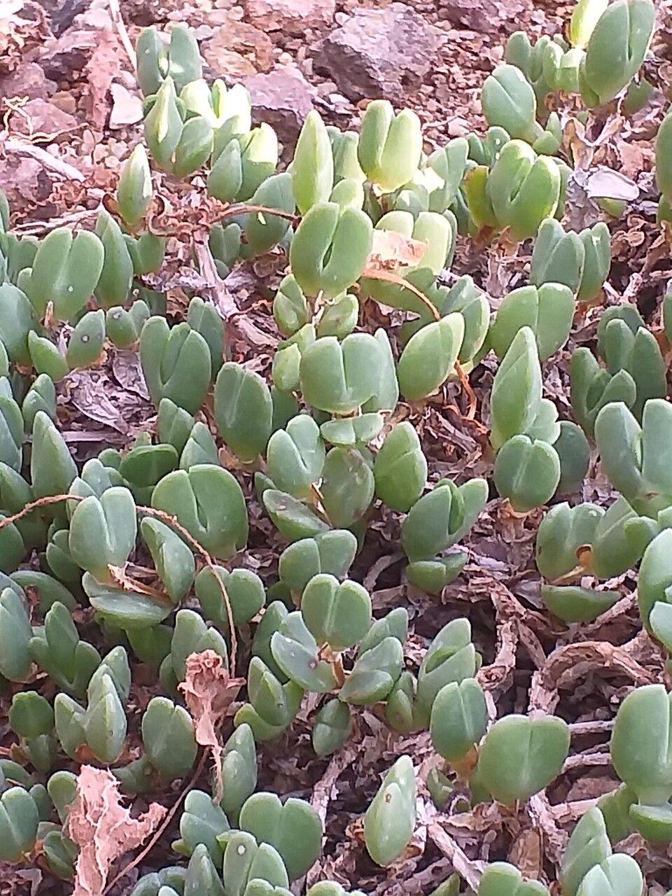 Braunsia geminata — related species from the same genus