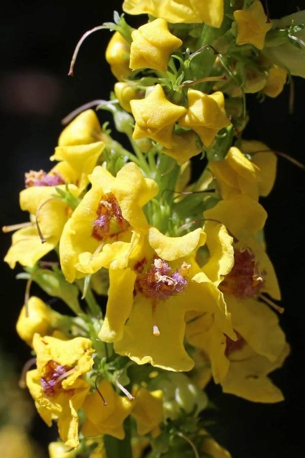 Verbascum glabratum flower