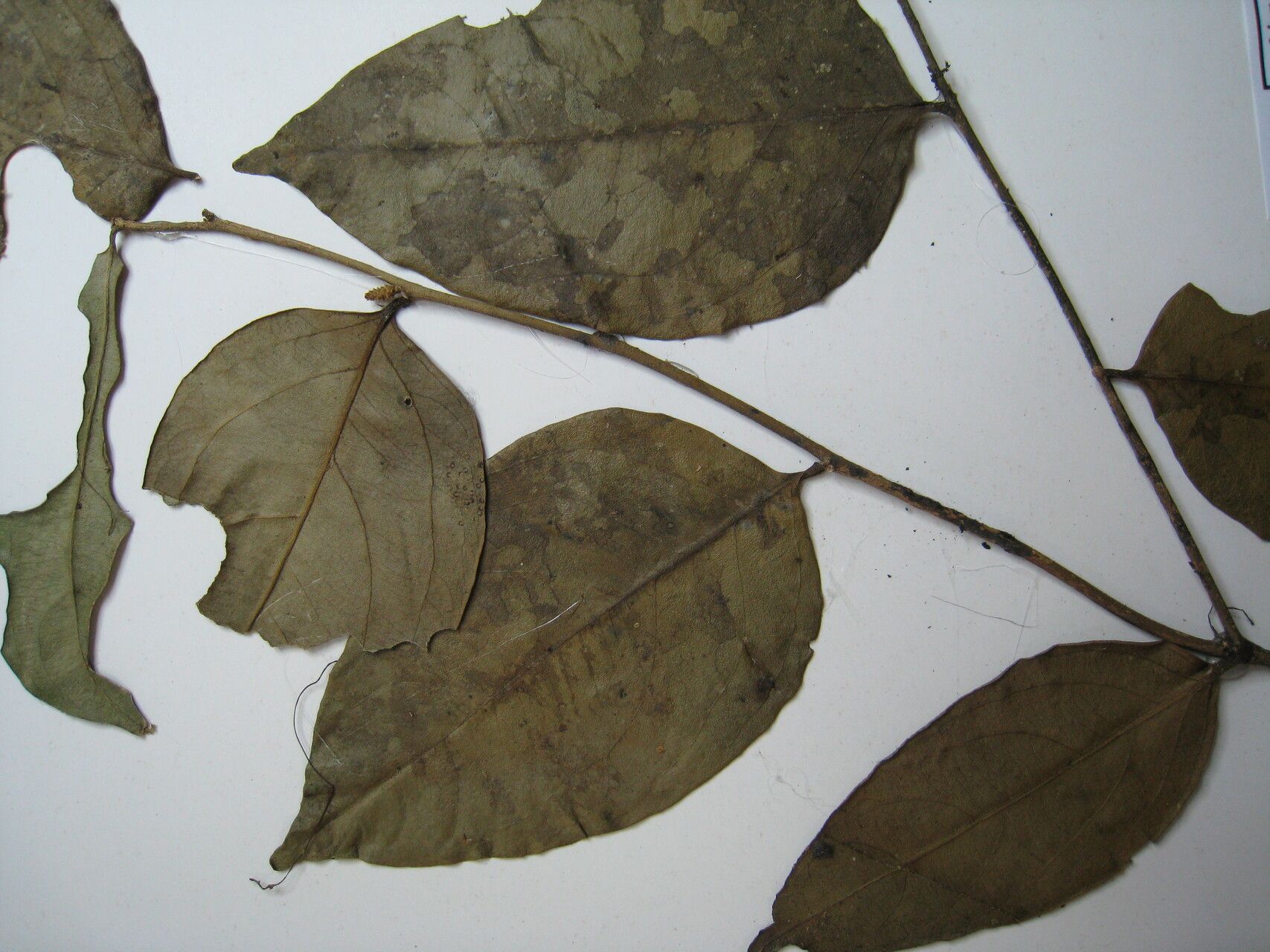 Agonandra silvatica other