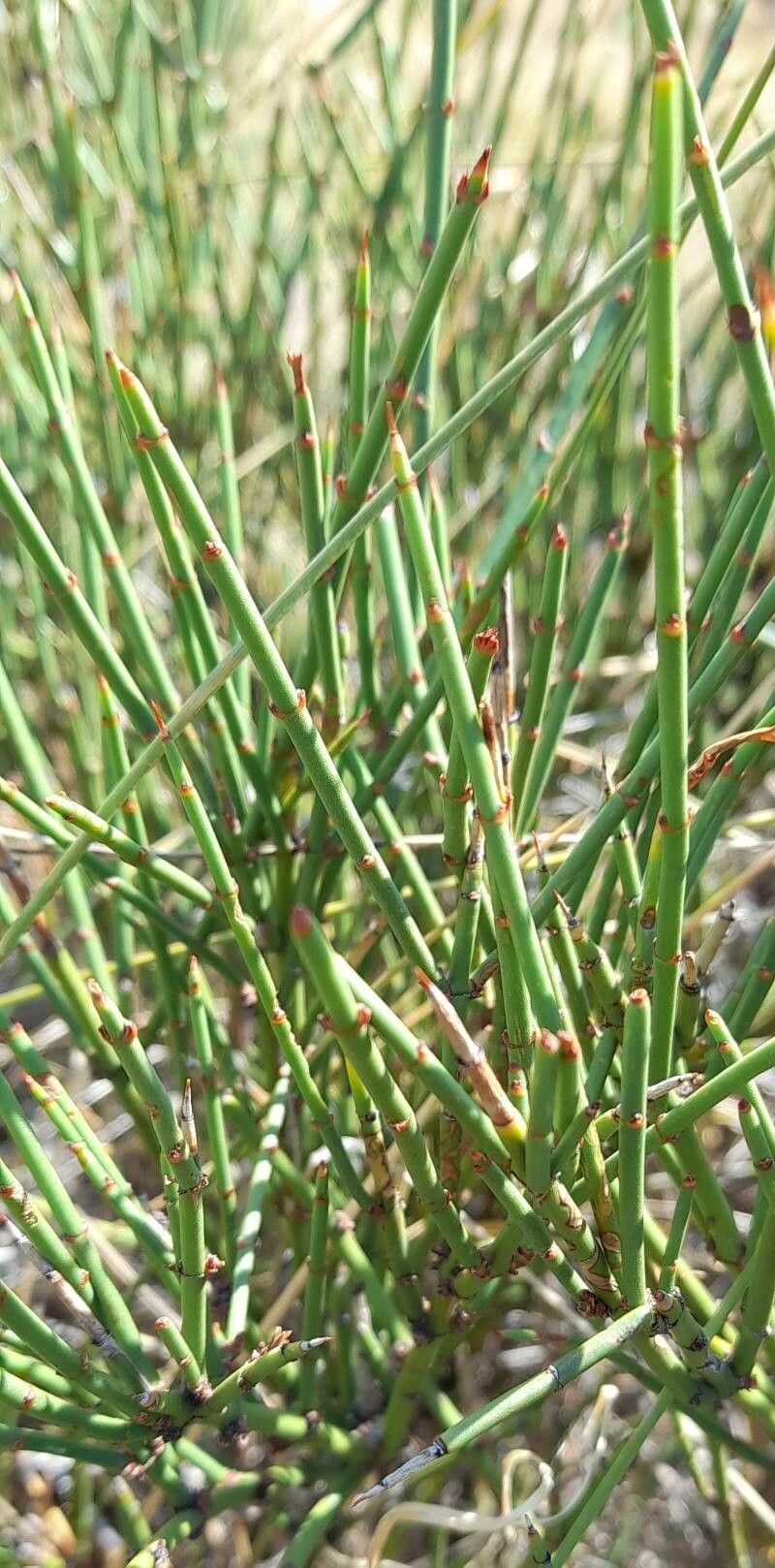 Discaria articulata — related species from the same genus