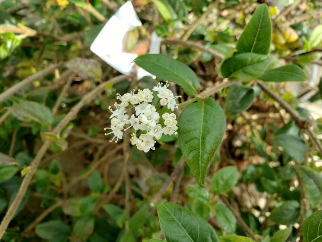 Viburnum lautum flower