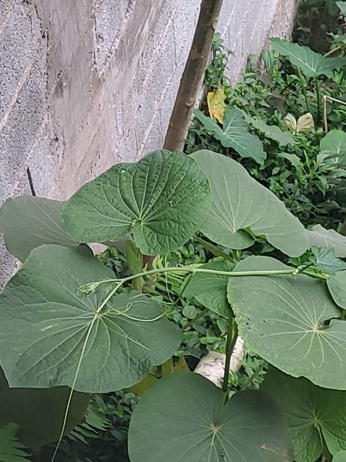 Piper peltatum fruit