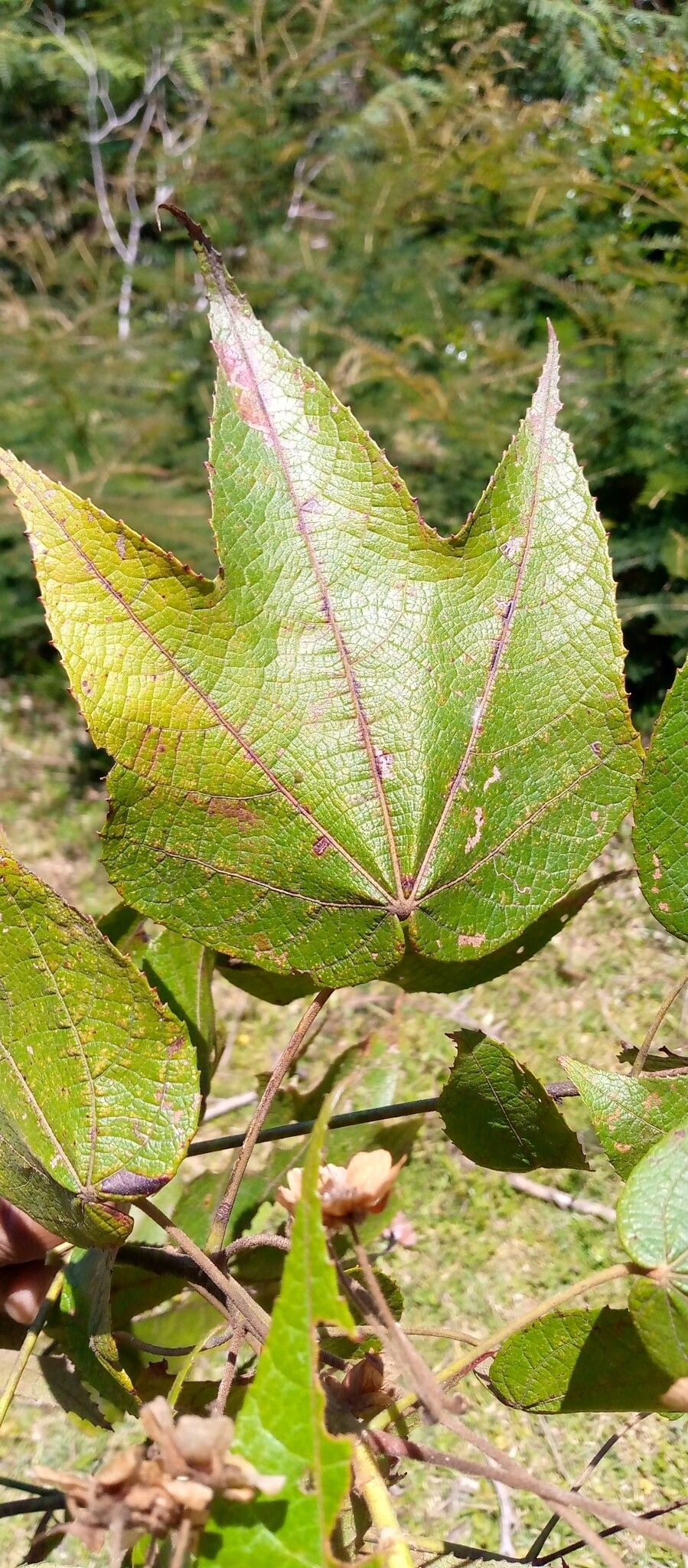 Dombeya erythroclada leaf