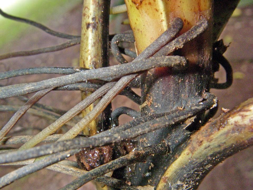 Thelypteris serrata bark