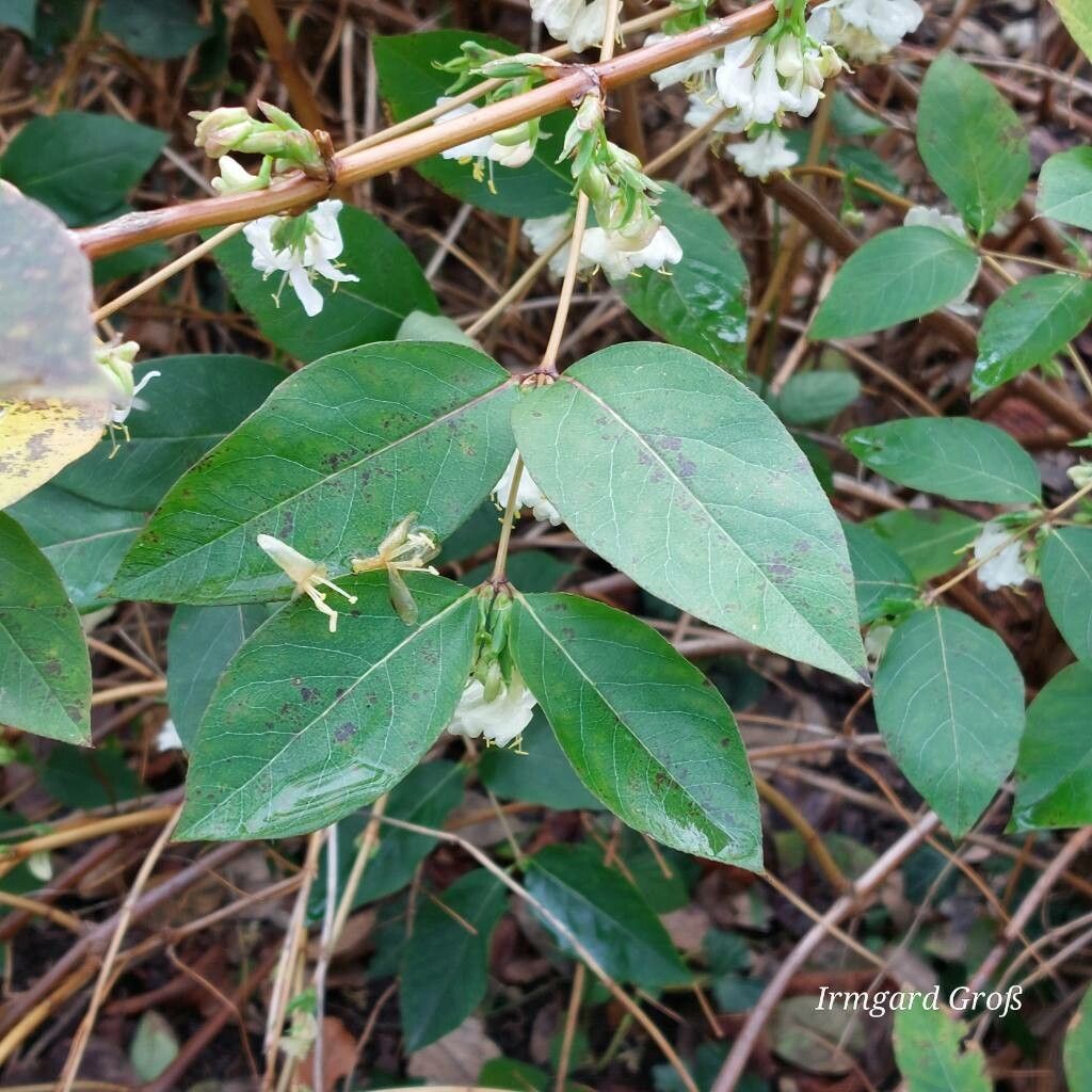 Lonicera × purpusii — search result for 'Lonicera'