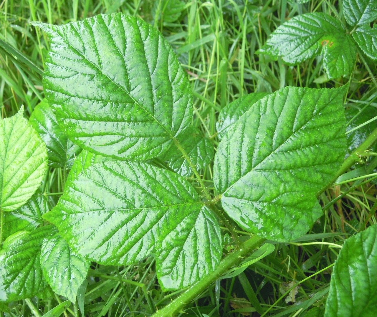 Rubus tamarensis leaf