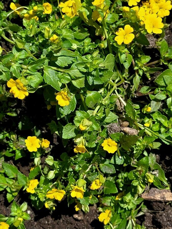 Mecardonia procumbens habit