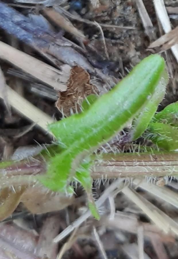 Jasione maritima — houseplant care guide