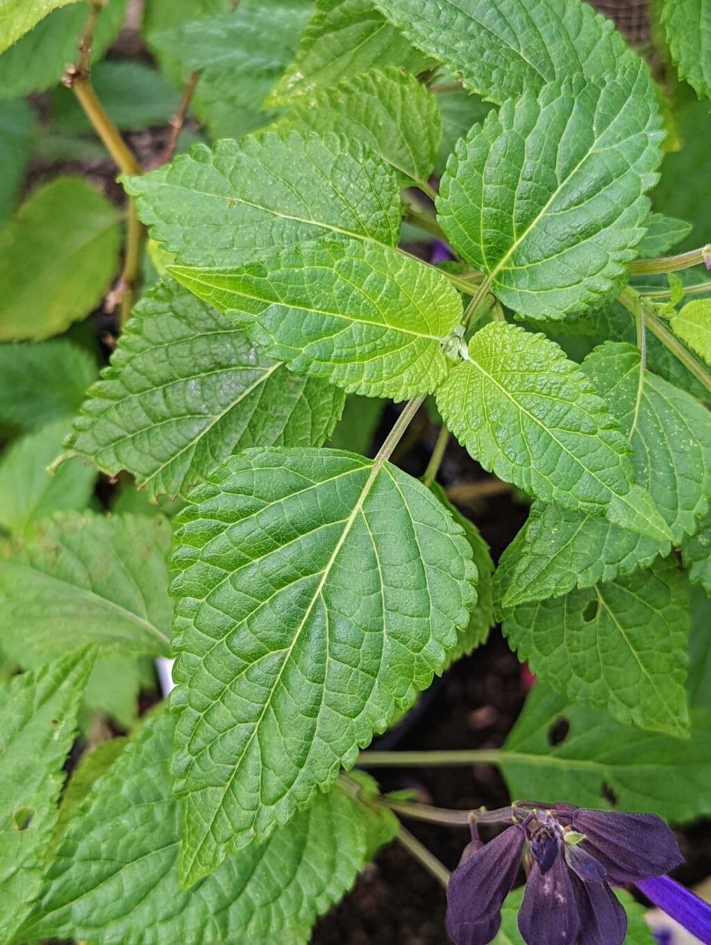 Salvia glabrescens leaf