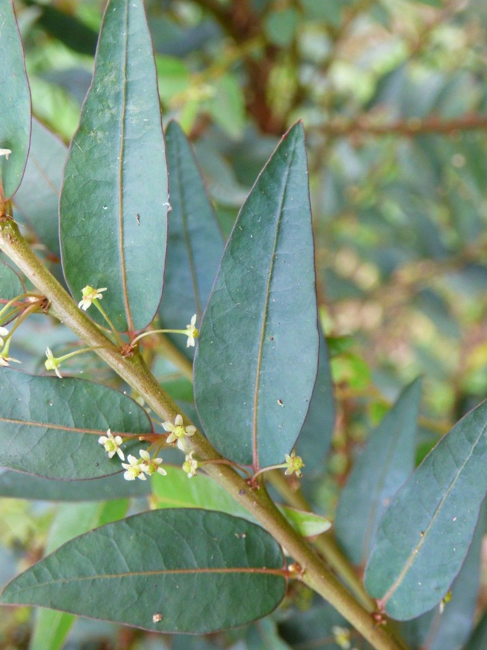 Phyllanthus consanguineus leaf
