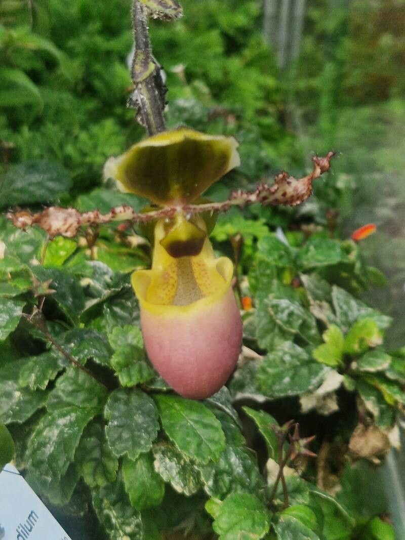 Paphiopedilum liemianum — search result for 'Paphiopedilum'