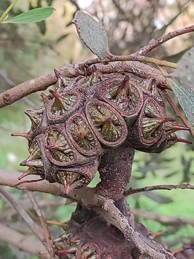 Eucalyptus conferruminata fruit