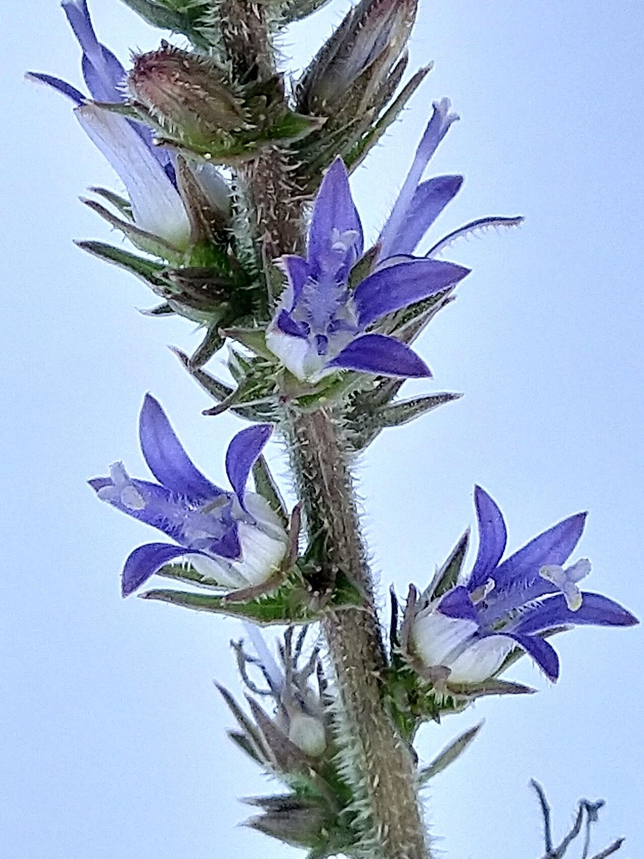 Wahlenbergia napiformis flower
