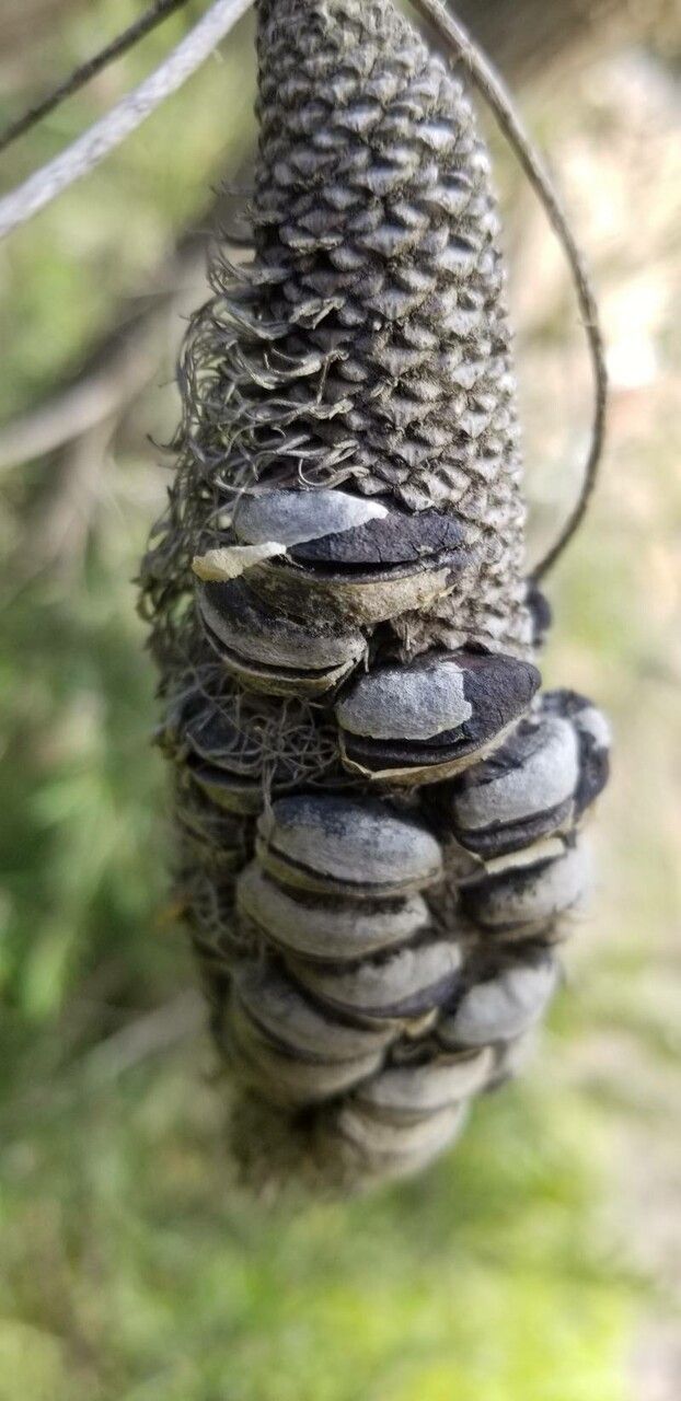 Banksia ericifolia fruit