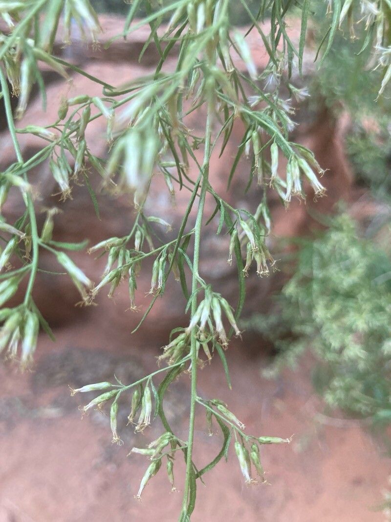 Brickellia longifolia flower