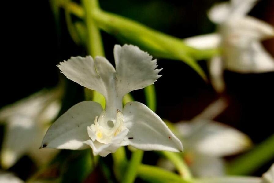 Habenaria dentata — houseplant care guide