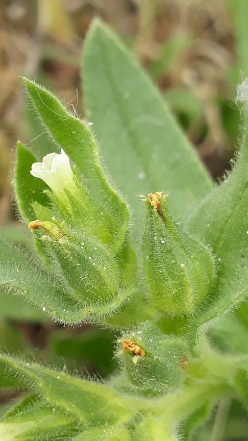 Nonea pallens flower