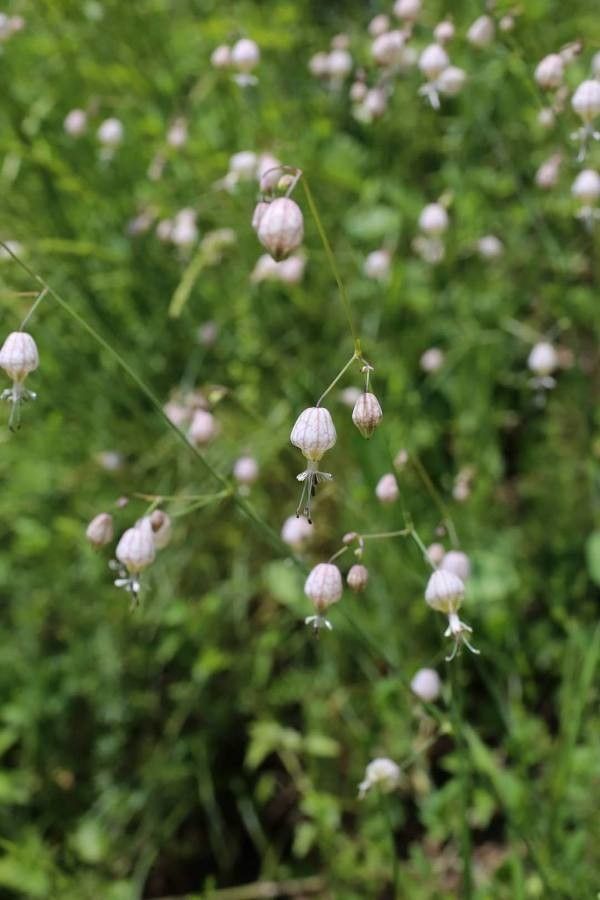 Silene fabarioides flower