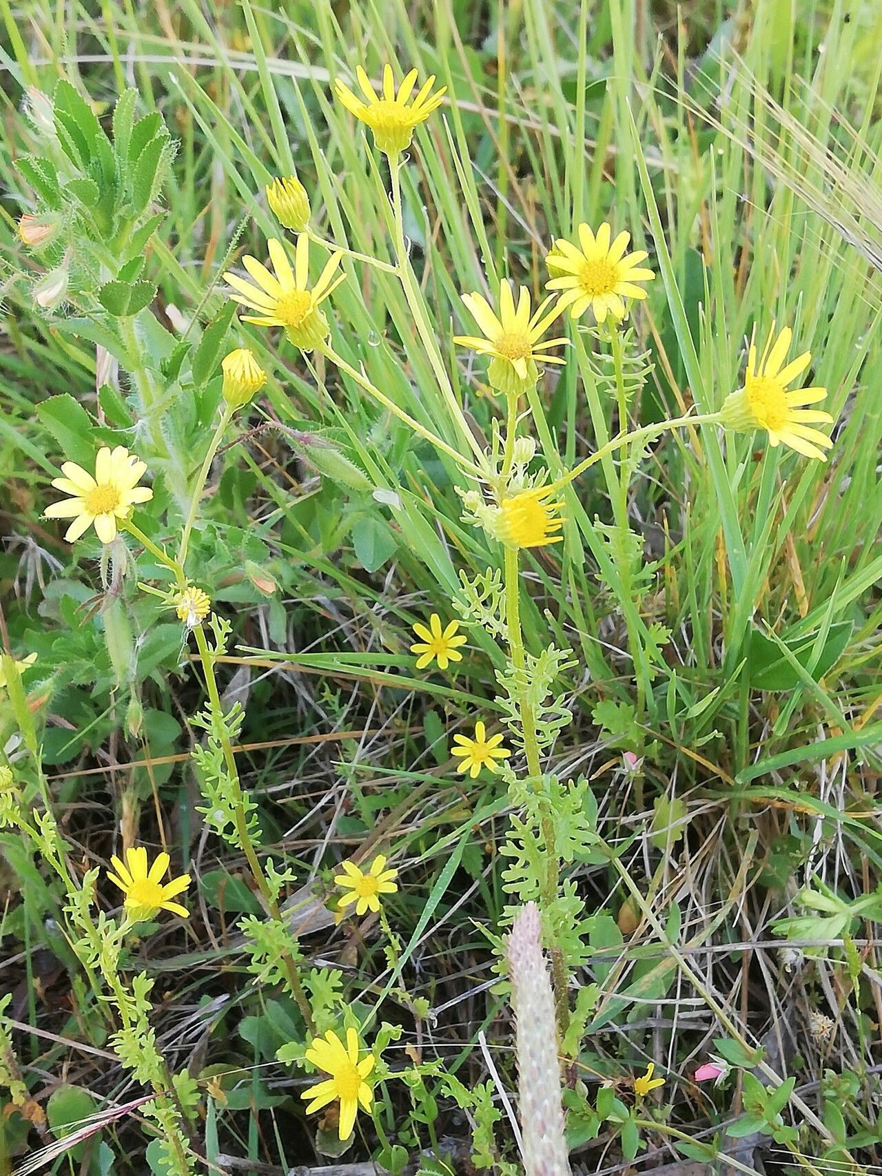 Jacobaea delphiniifolia flower