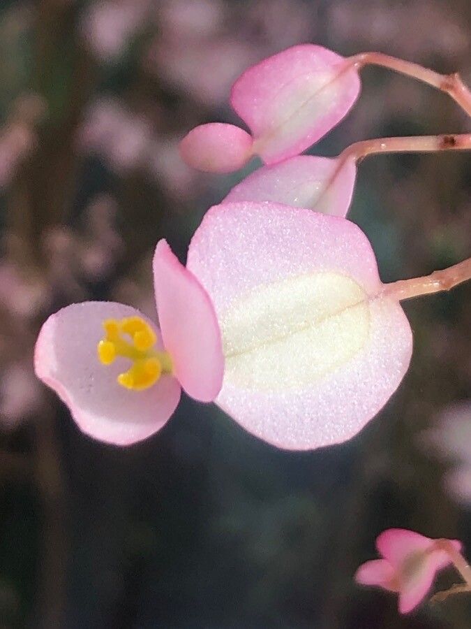 Begonia hydrocotylifolia flower