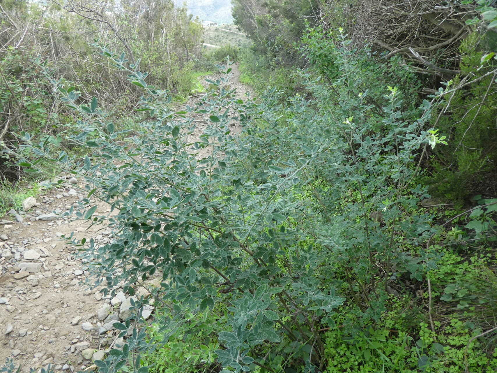 Chamaecytisus triflorus bark