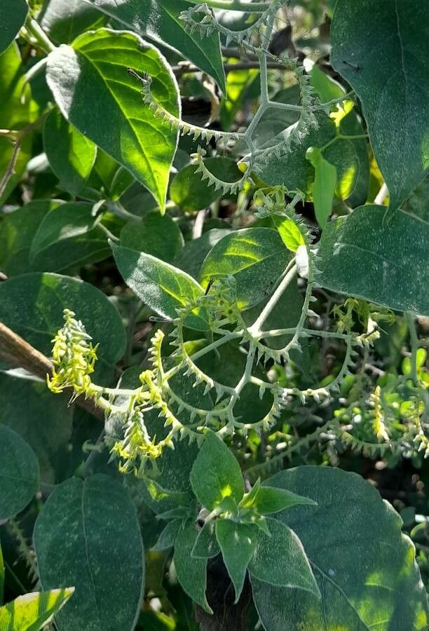 Tournefortia salzmannii flower