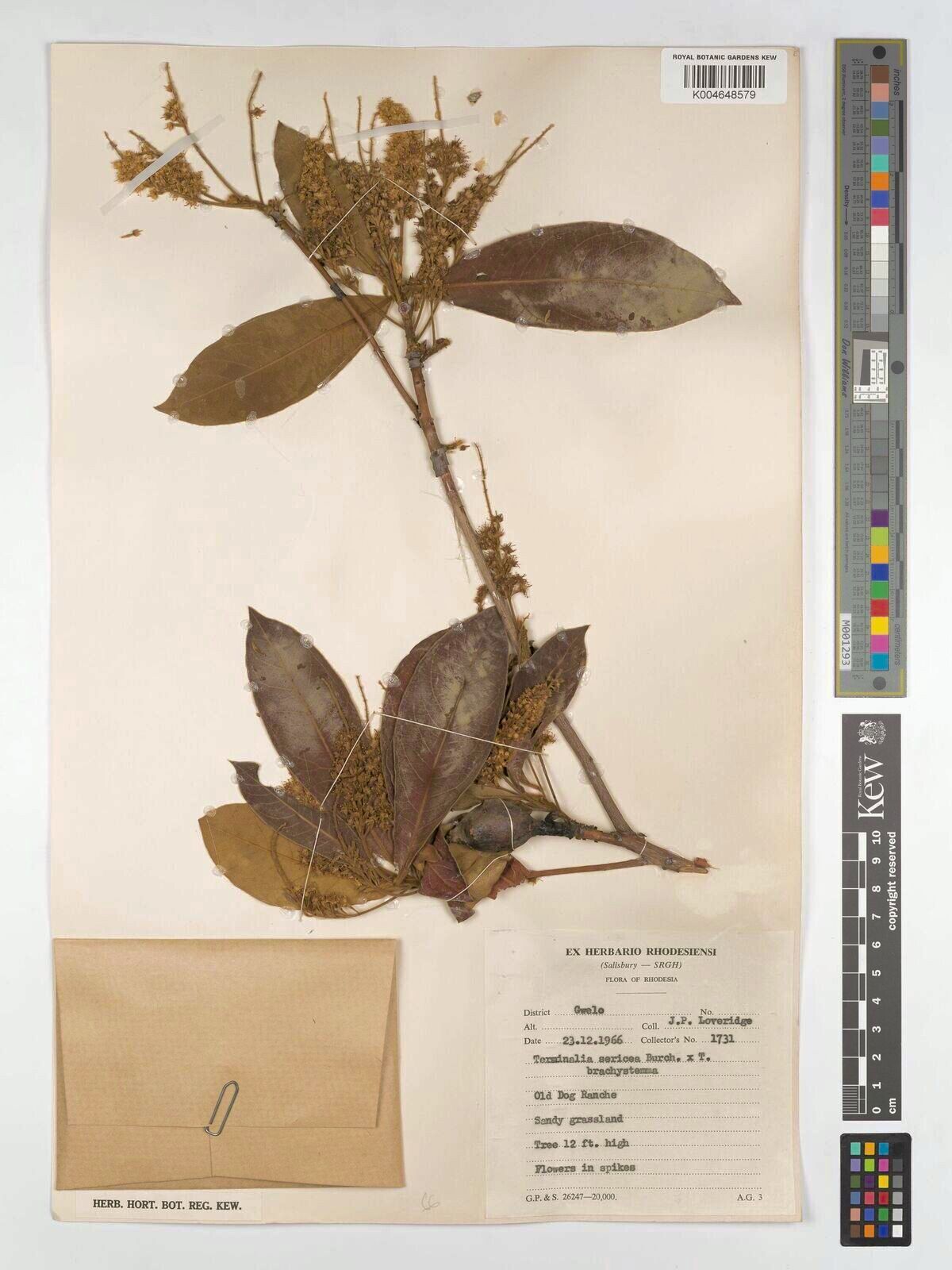 Terminalia × silozensis — search result for 'Terminalia'