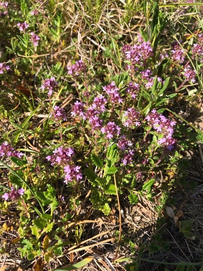 Thymus serpyllum flower