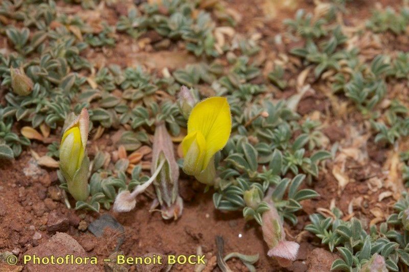 Leobordea maroccana habit