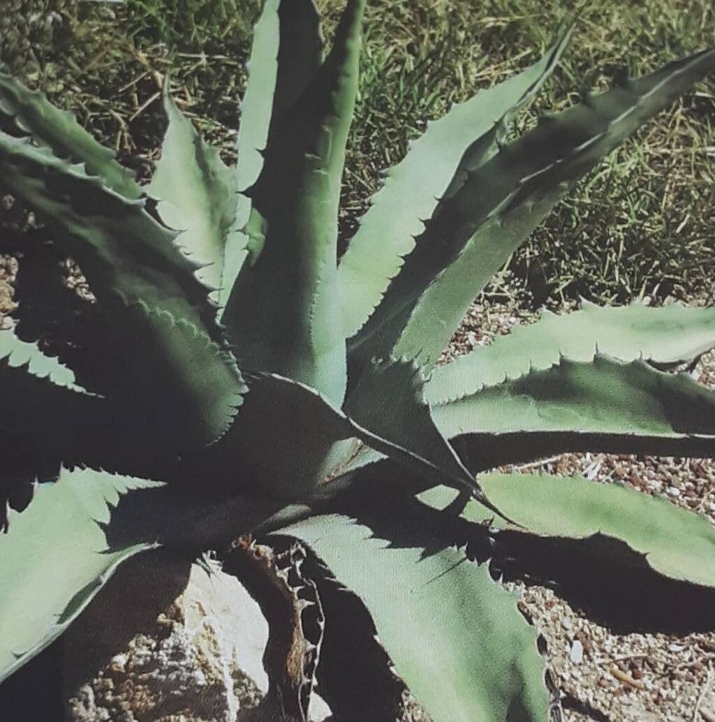 Agave subsimplex habit