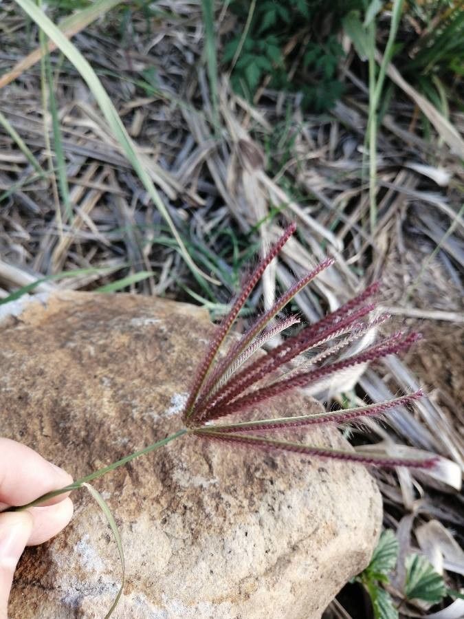 Chloris barbata fruit