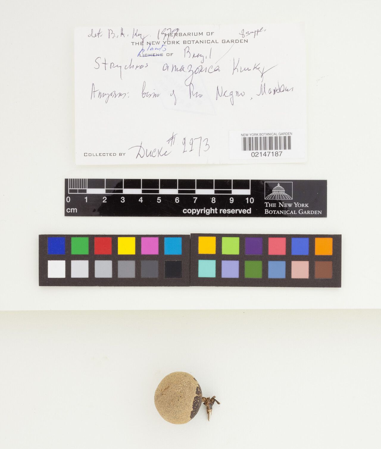 Strychnos amazonica fruit