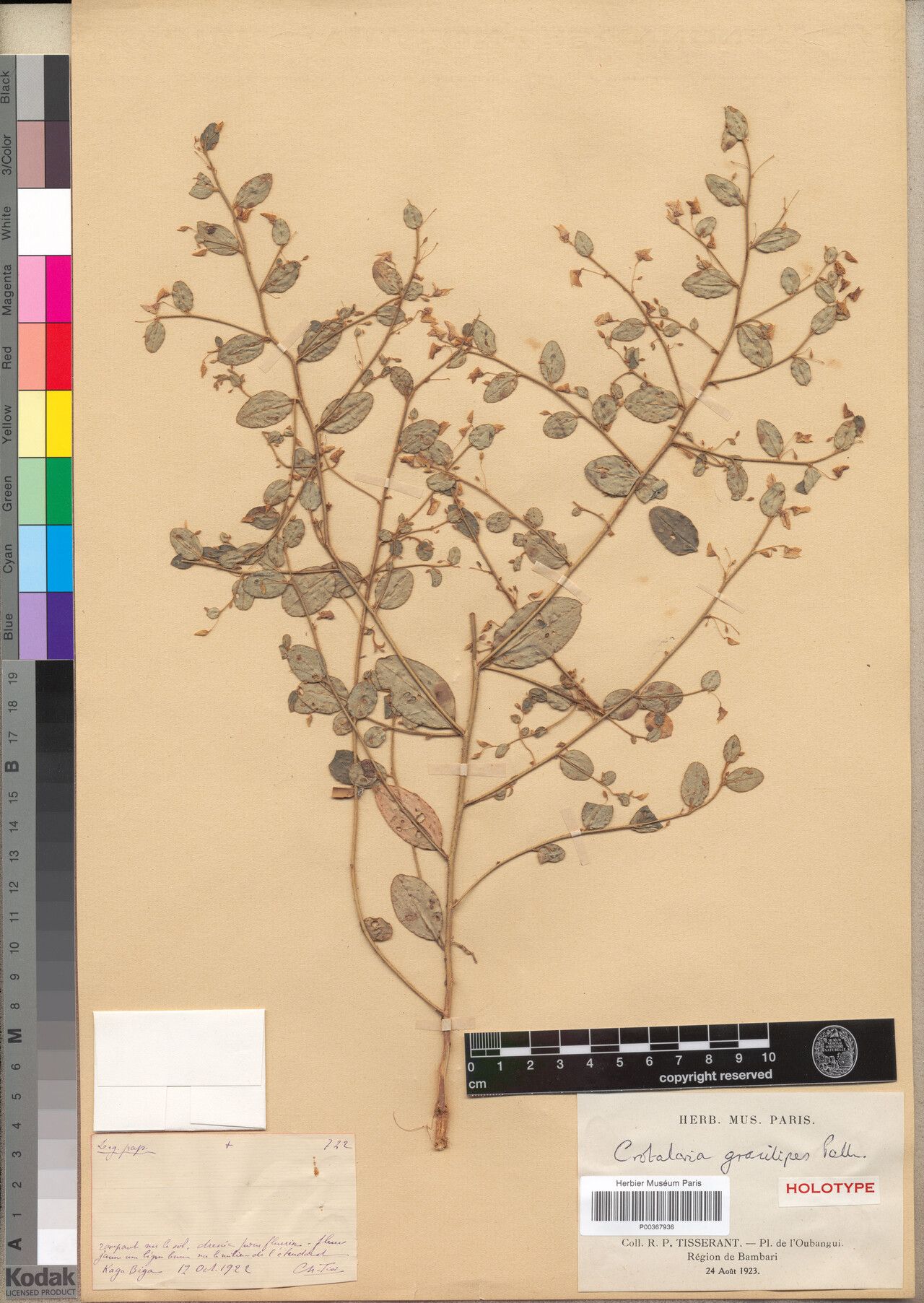 Crotalaria gracilipes — houseplant care guide