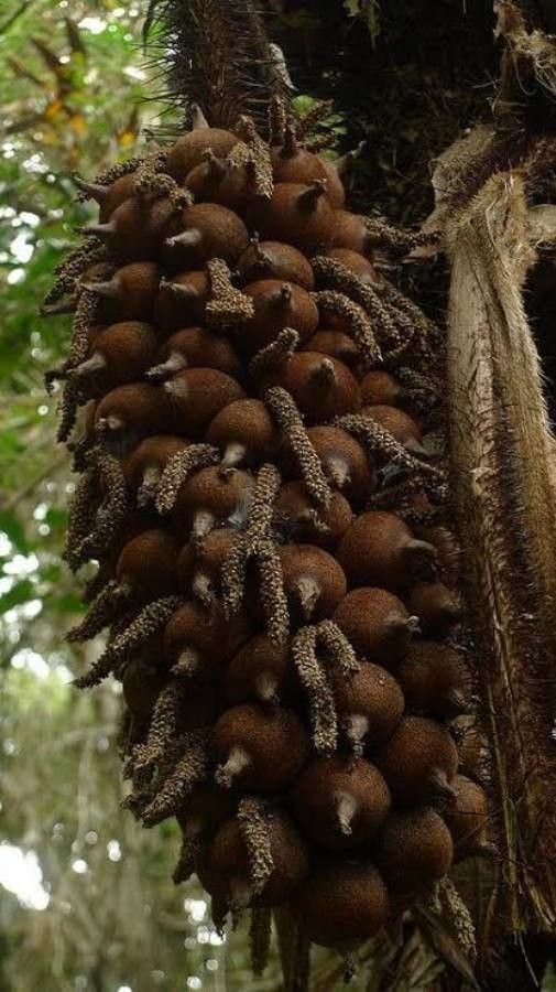 Astrocaryum aculeatissimum fruit