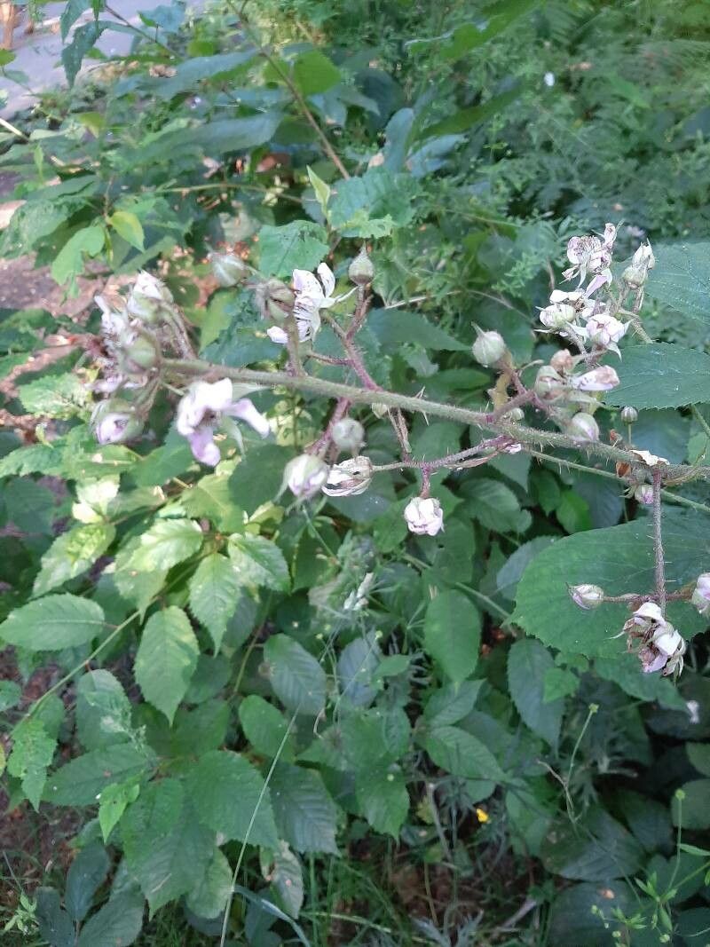 Rubus vestitus flower