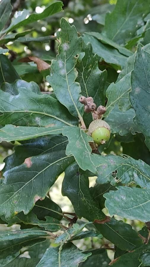 Quercus × hispanica fruit