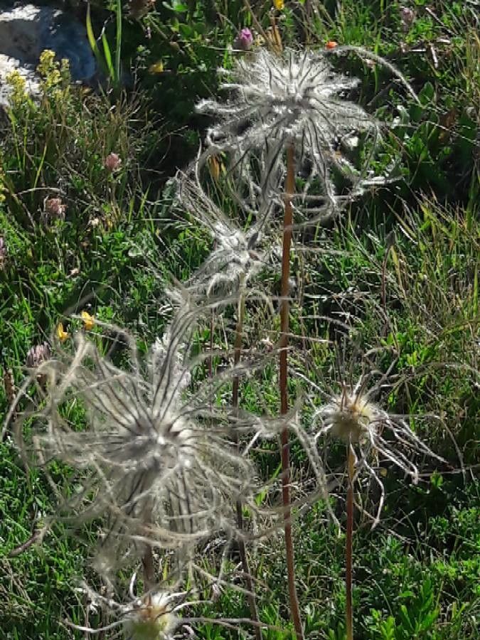 Anemone alpina fruit