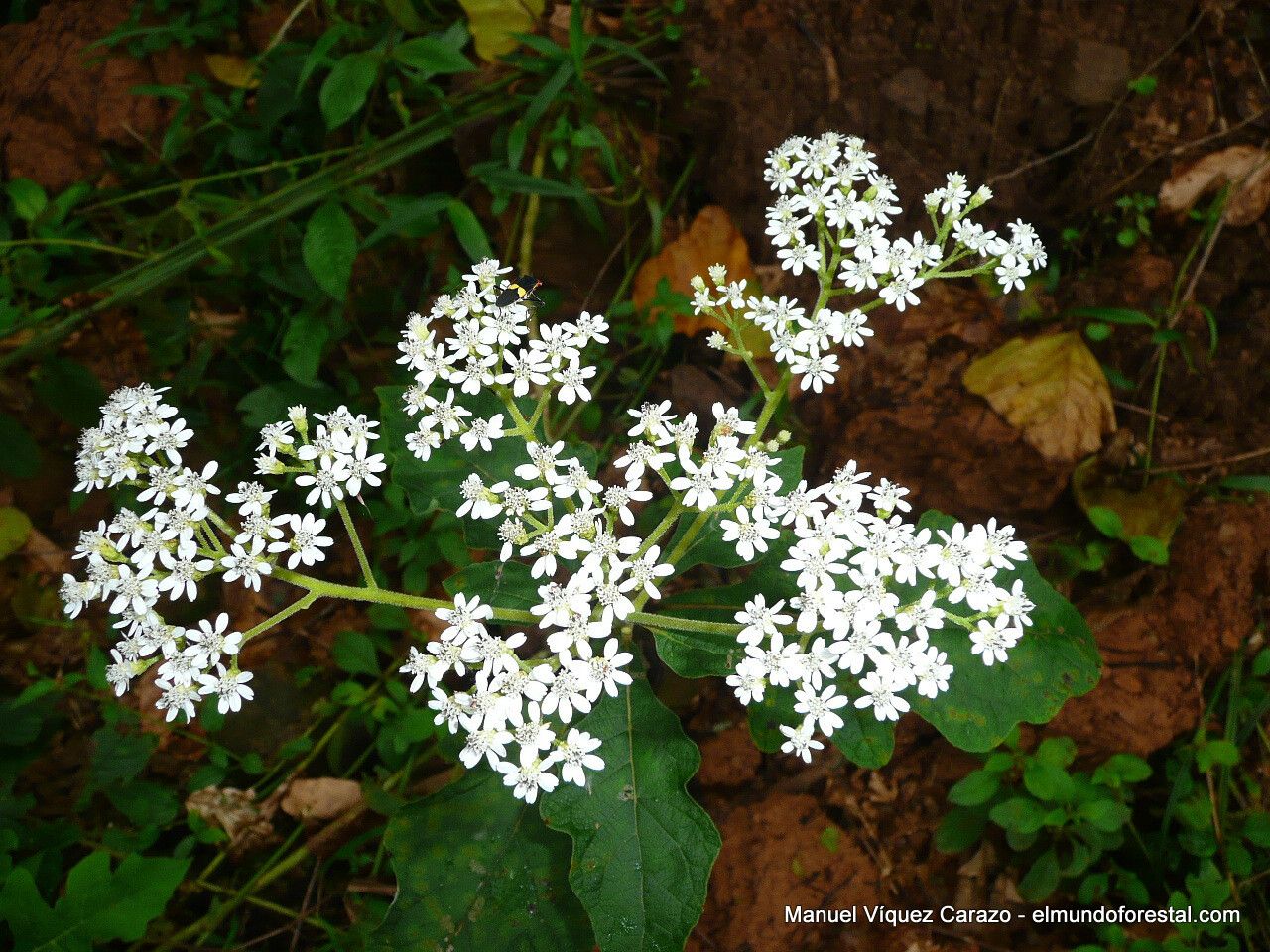 Verbesina turbacensis — houseplant care guide